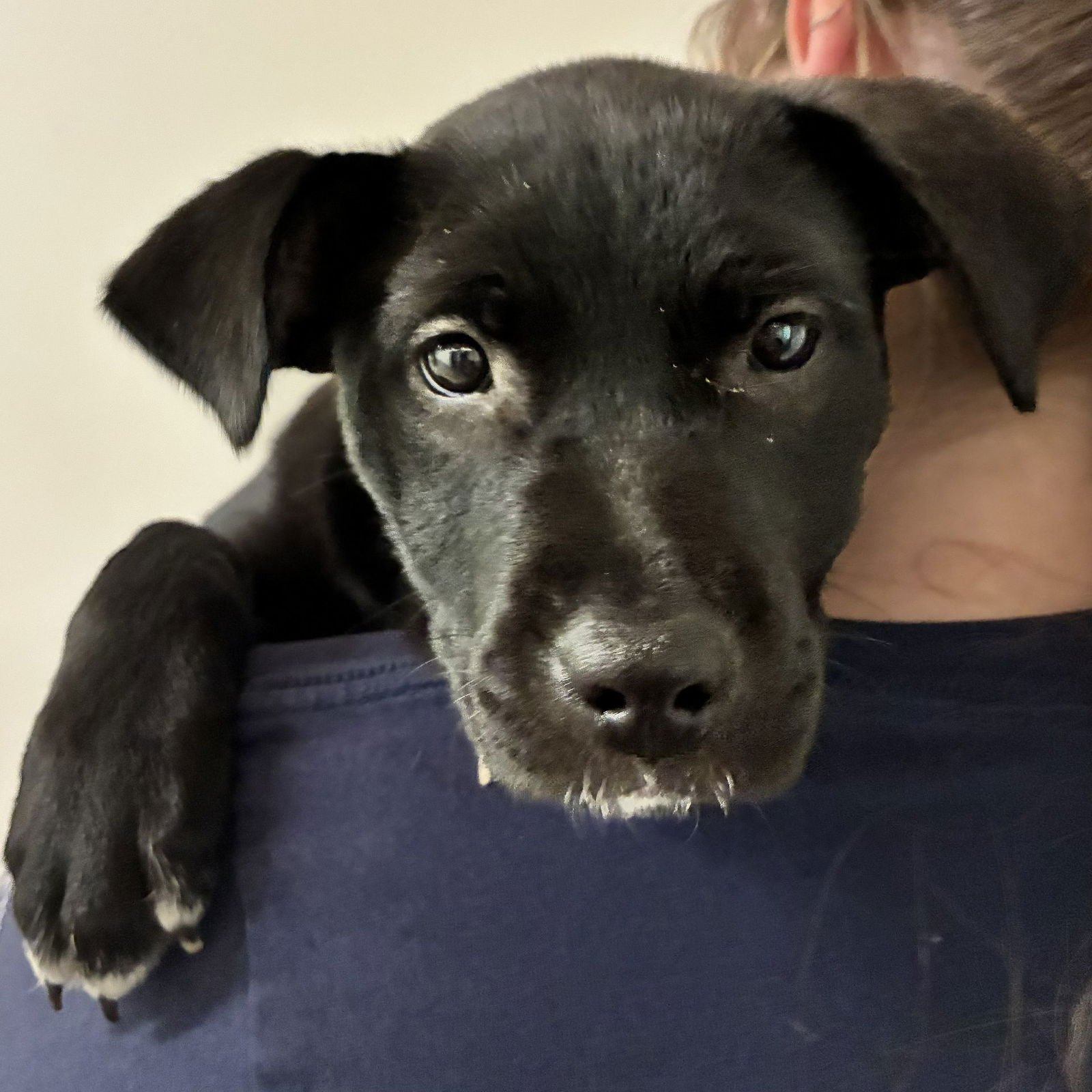 PARTRIDGE - Unknown available for adoption