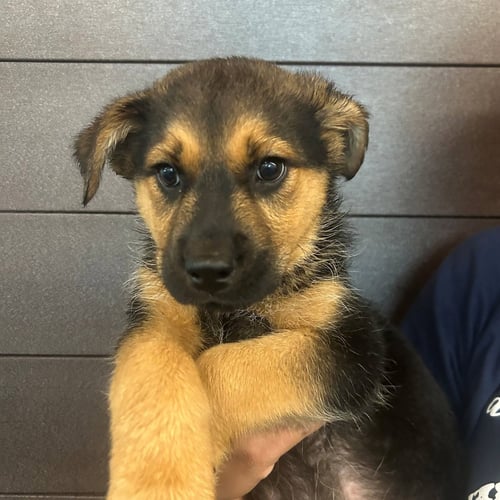 LASSO - Unknown available for adoption