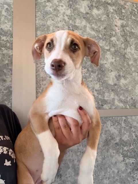 OLIVE - Unknown available for adoption