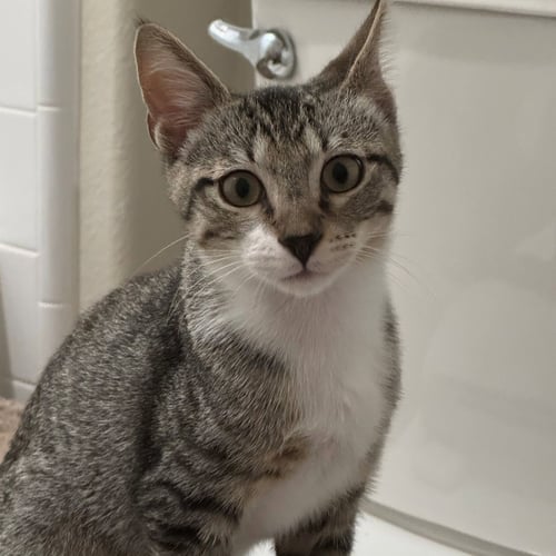 MILKSHAKE - Unknown available for adoption