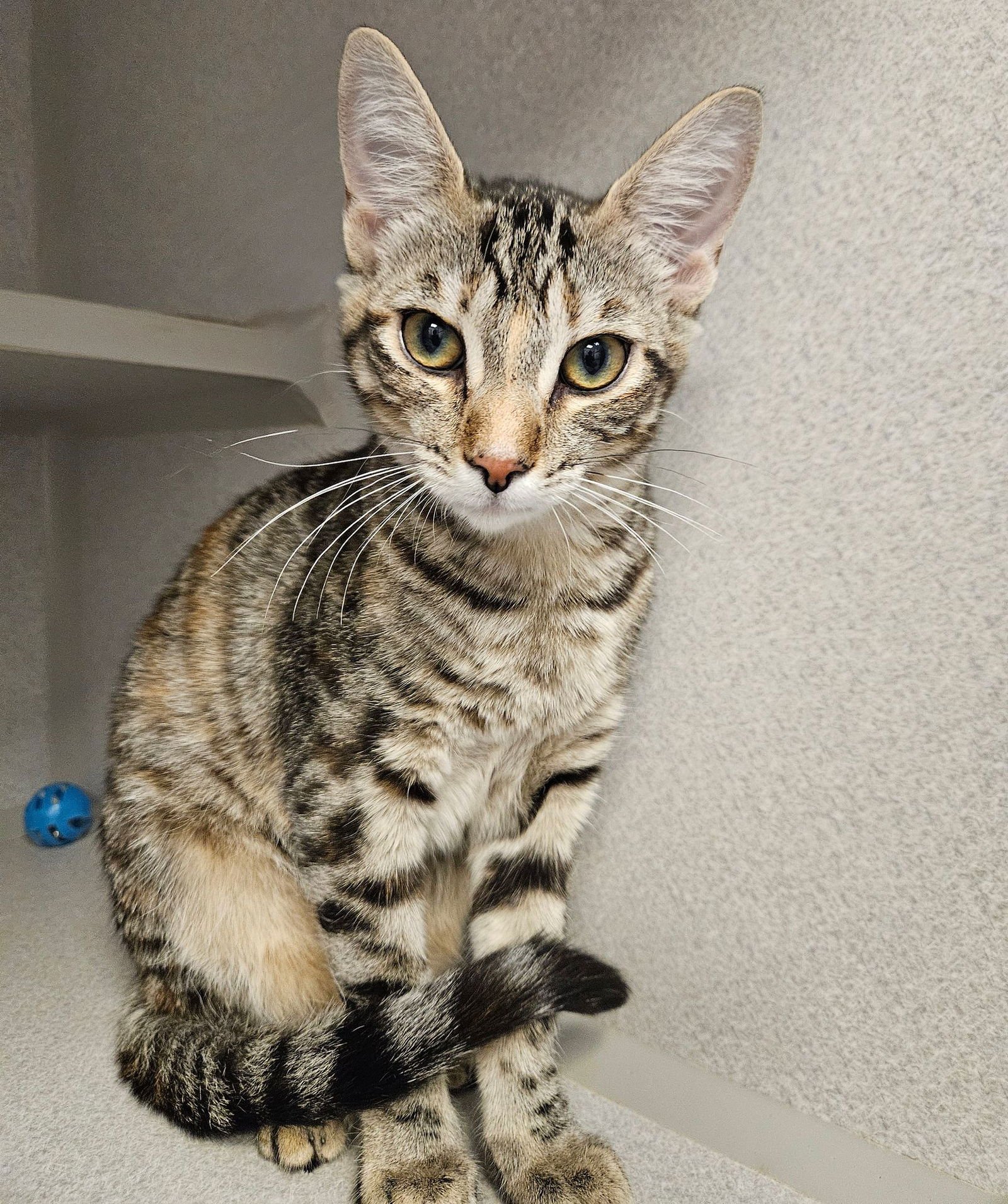 PONG - Unknown available for adoption