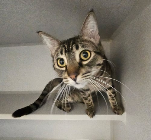 NORA - Unknown available for adoption