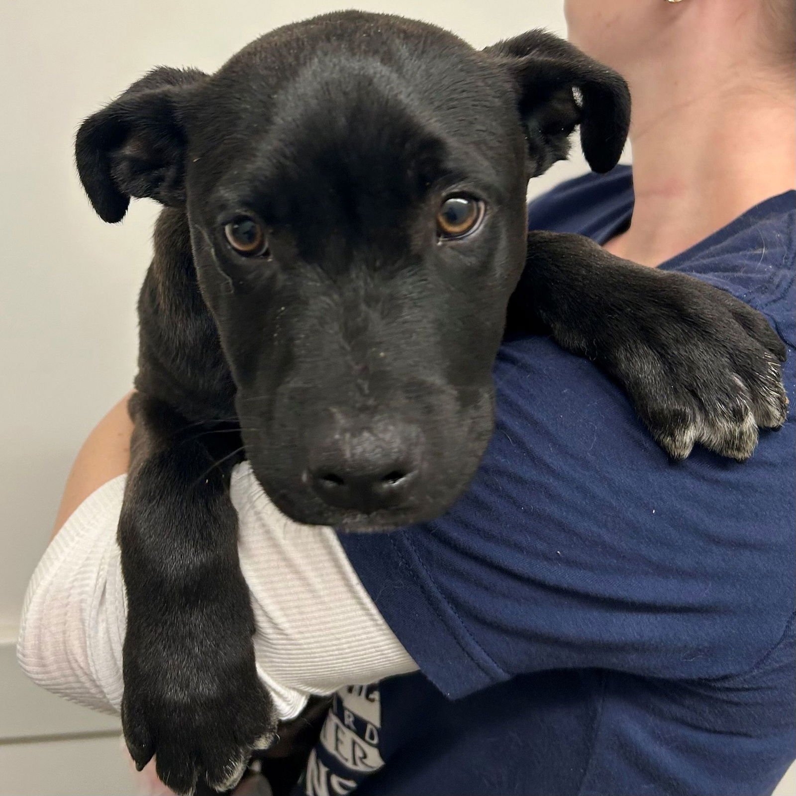 HANK - Unknown available for adoption