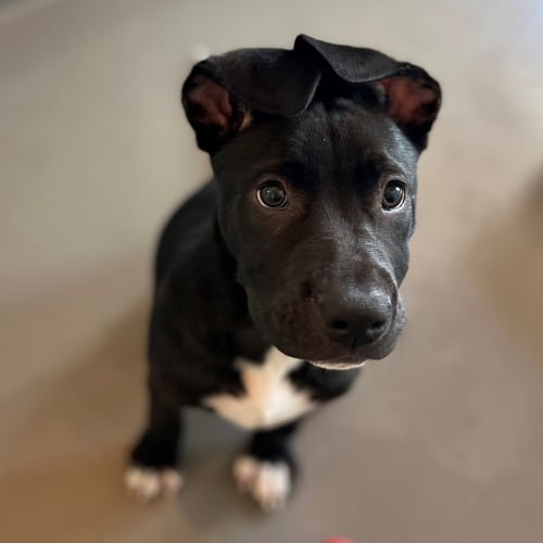 DAMIAN - Unknown available for adoption