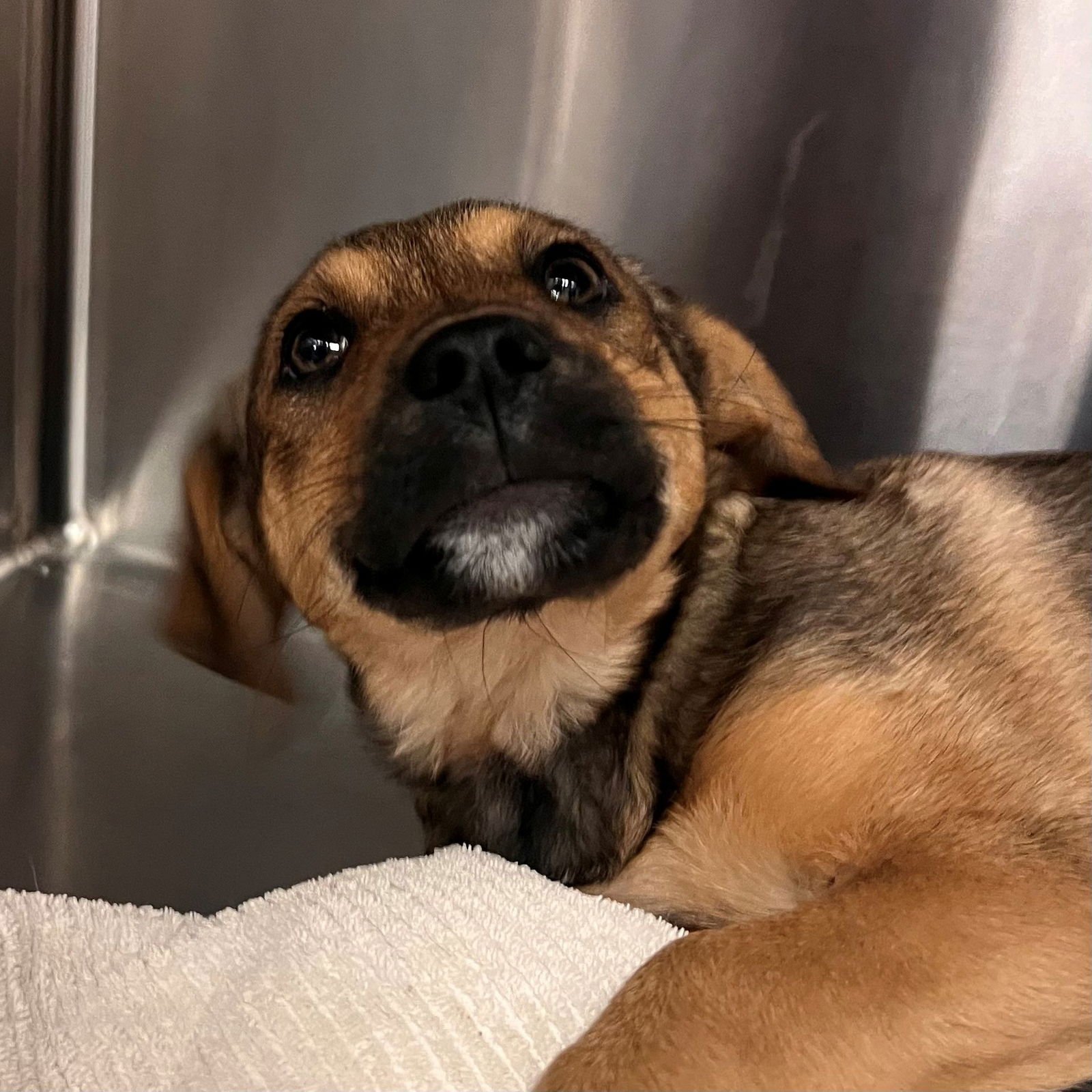 CHLOE - Unknown available for adoption