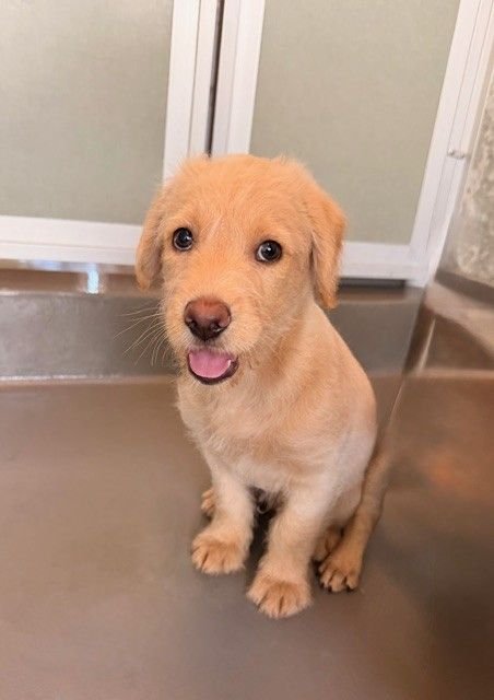 PLAIN - Unknown available for adoption