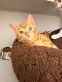 Biscuit - Photo 1