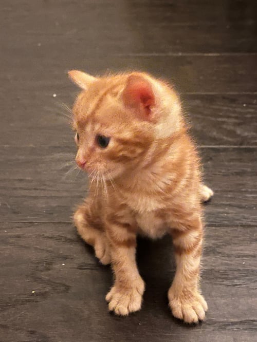 BISCUIT - Unknown available for adoption