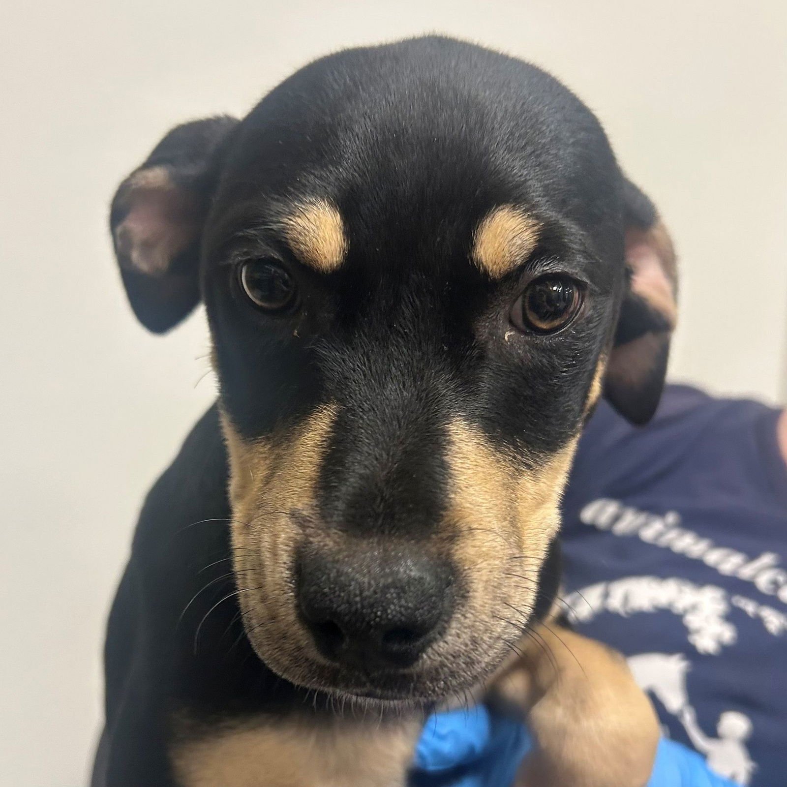 PASTA - Unknown available for adoption