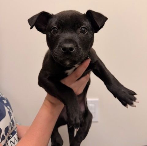 GOOSE - Unknown available for adoption