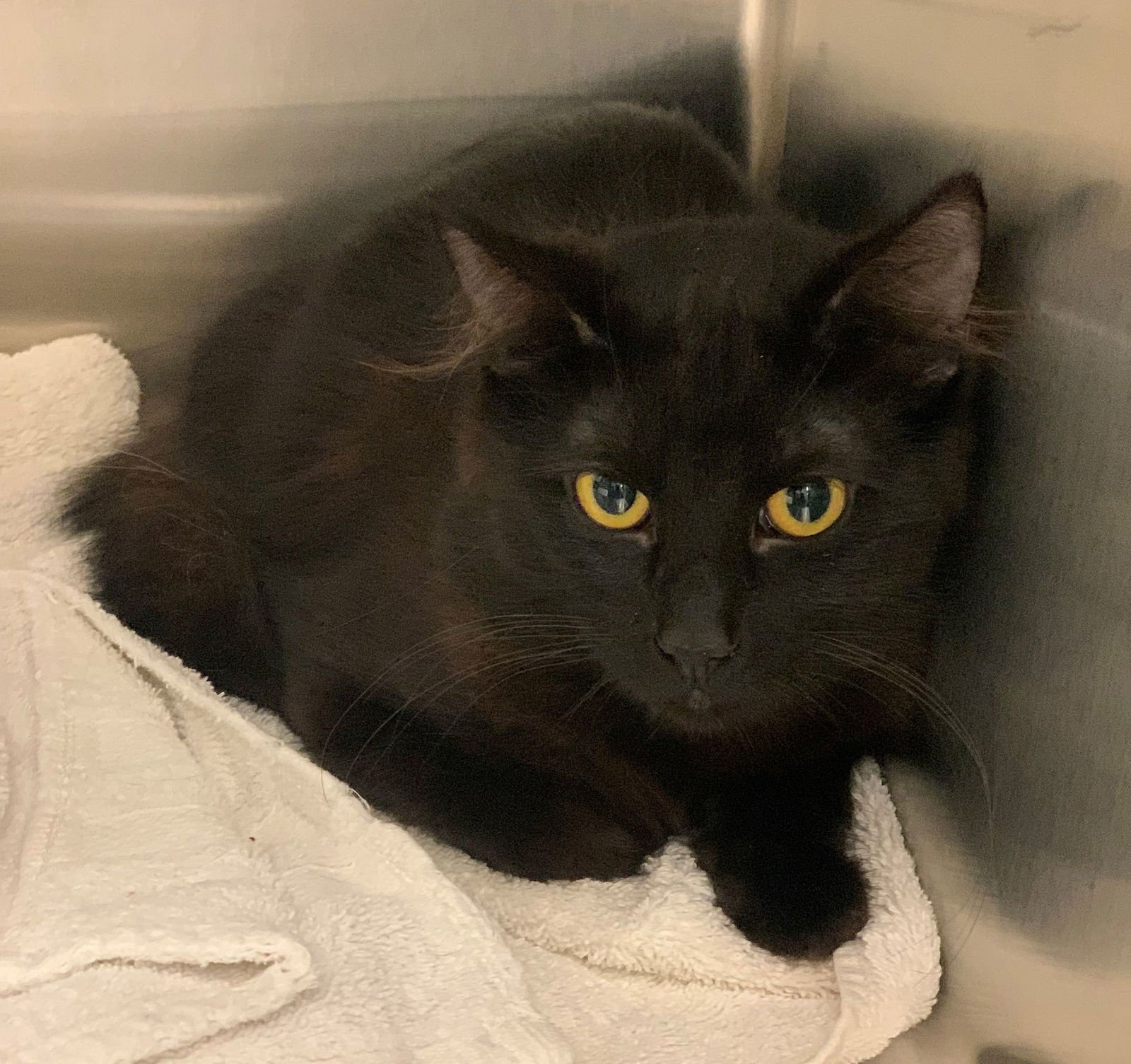 CLOVER - Unknown available for adoption