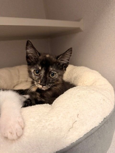 SPAGHETTI - Unknown available for adoption