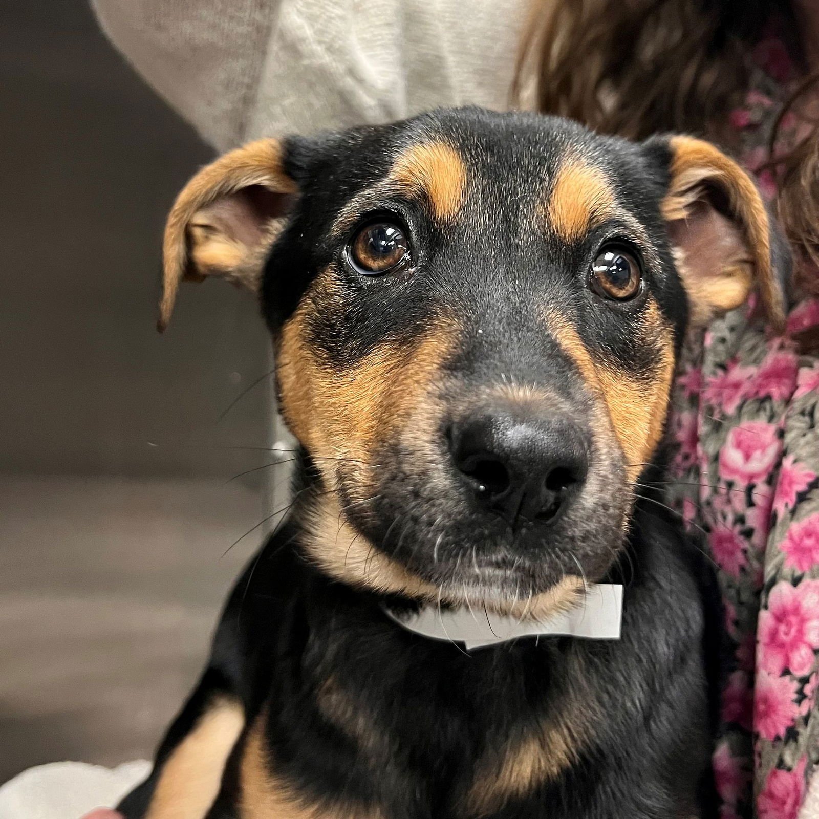 CORA - Unknown available for adoption