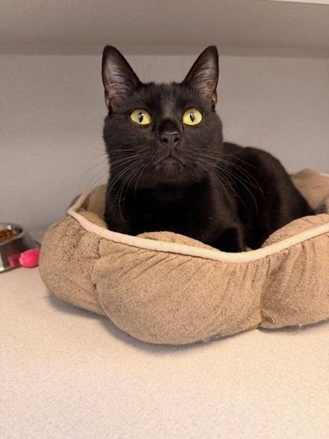 EMMA - Unknown available for adoption