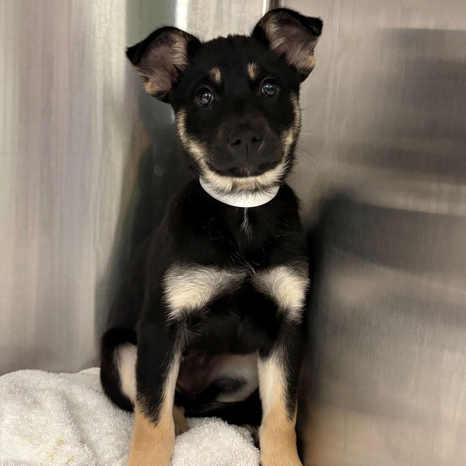 WONDER WOMAN - Unknown available for adoption