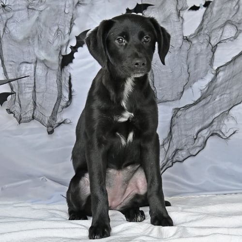 DUSKY - Unknown available for adoption