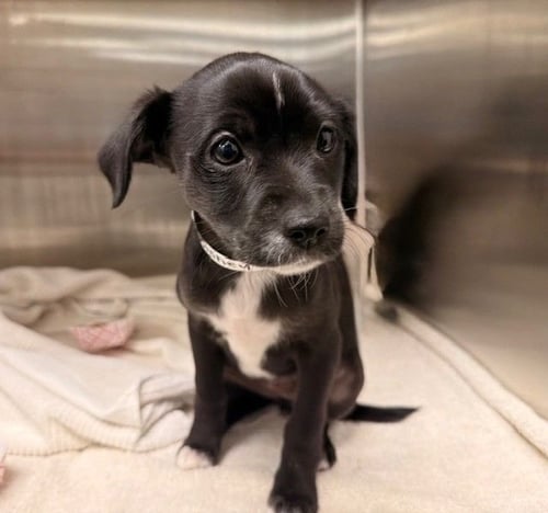 DISNEY - Unknown available for adoption