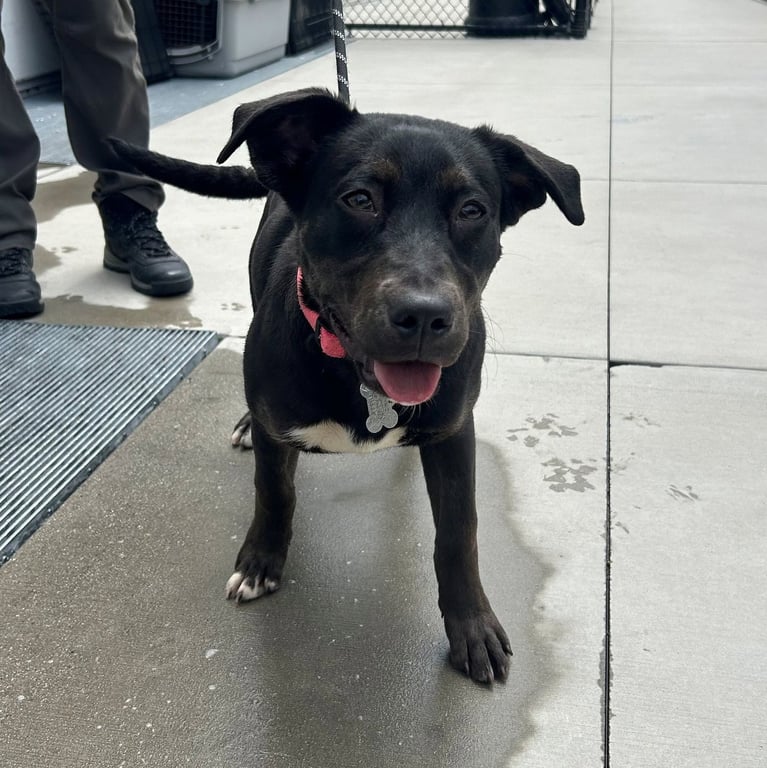 Lucy Image