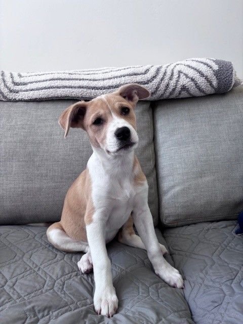 MIRAGE - Unknown available for adoption