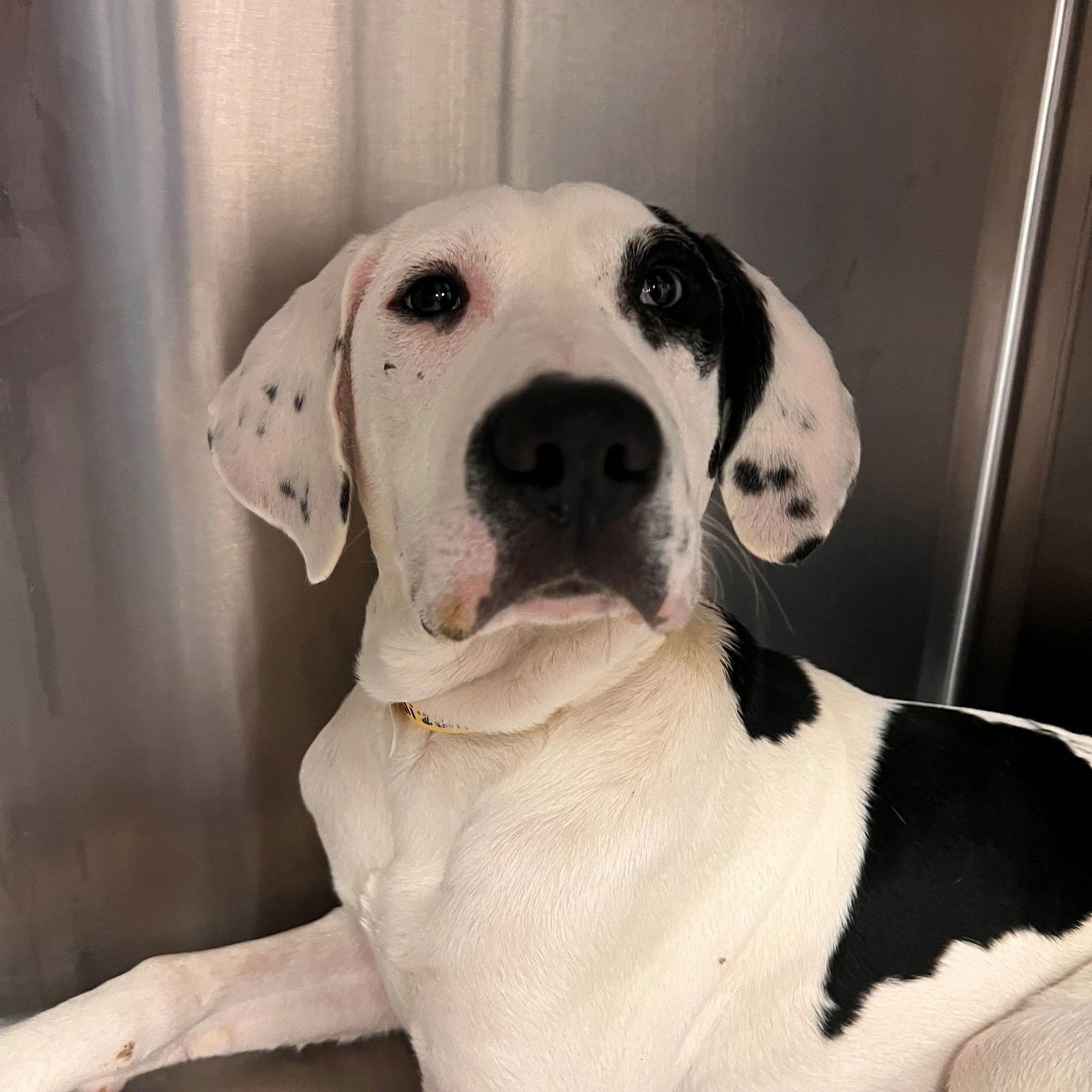 BLIZZARD - Unknown available for adoption