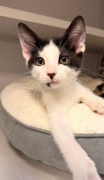 MEATBALL - Unknown available for adoption