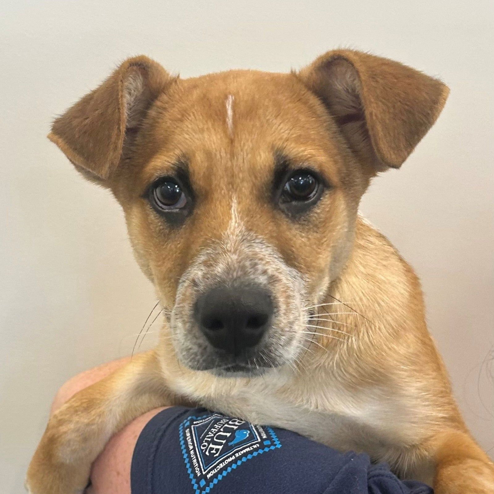 FLASH - Unknown available for adoption