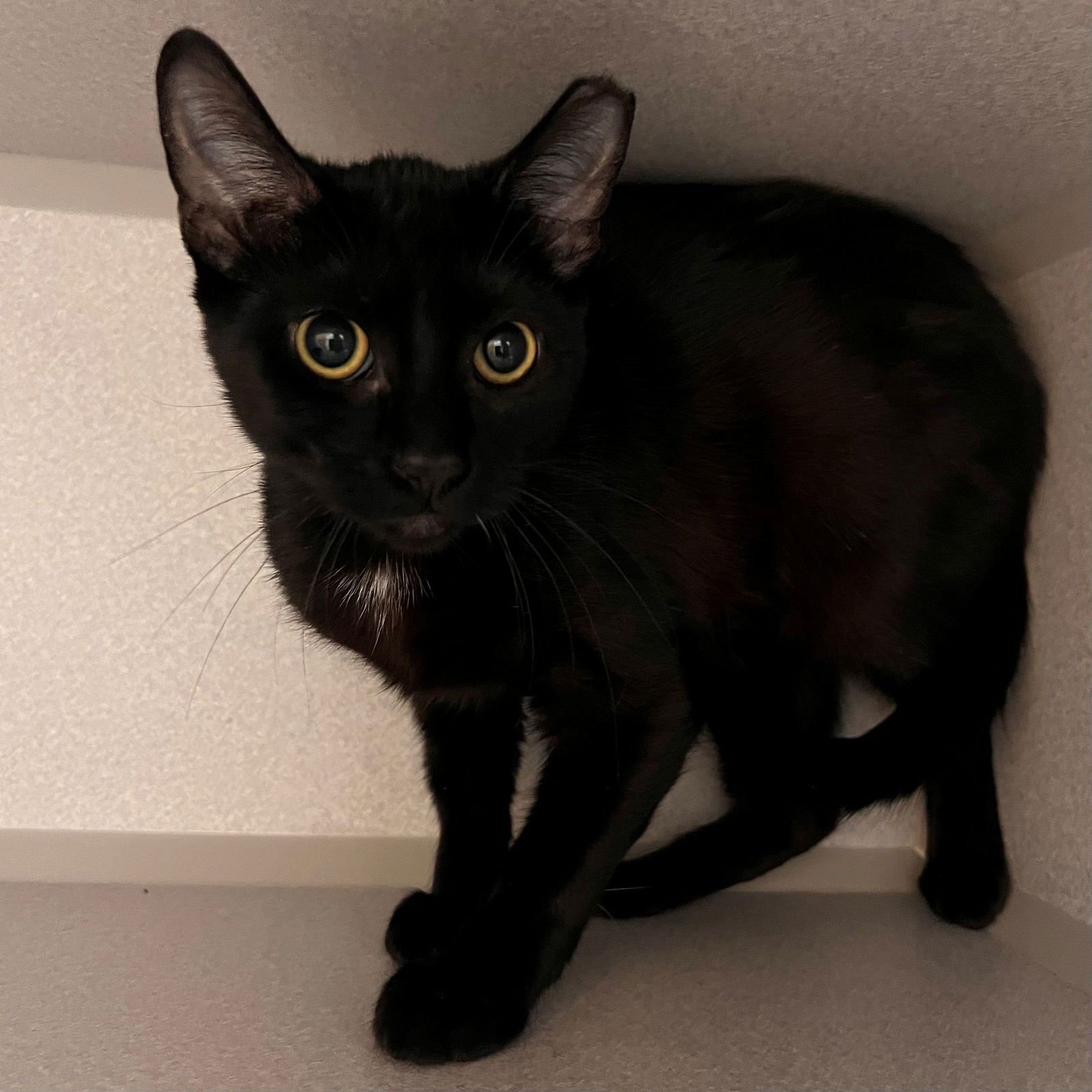 BAM BAM - Unknown available for adoption