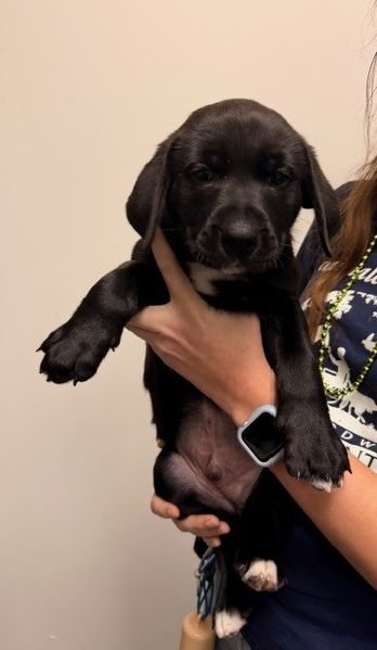 GOLD - Unknown available for adoption