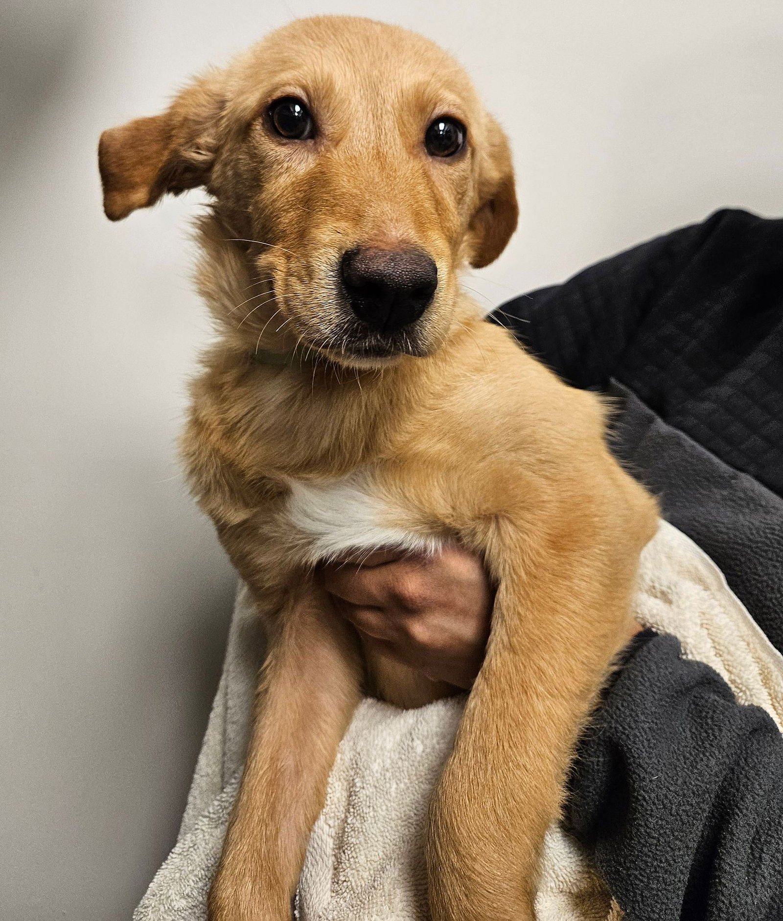 SPRITZ - Unknown available for adoption