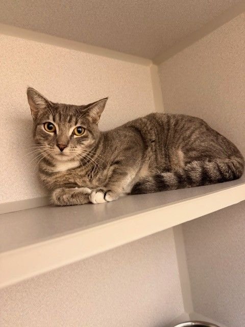 PATTY - Unknown available for adoption