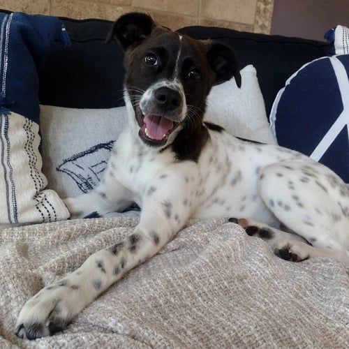 KISMET - Unknown available for adoption