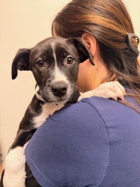 GOAT - Unknown available for adoption