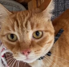 BUTTER - Unknown available for adoption