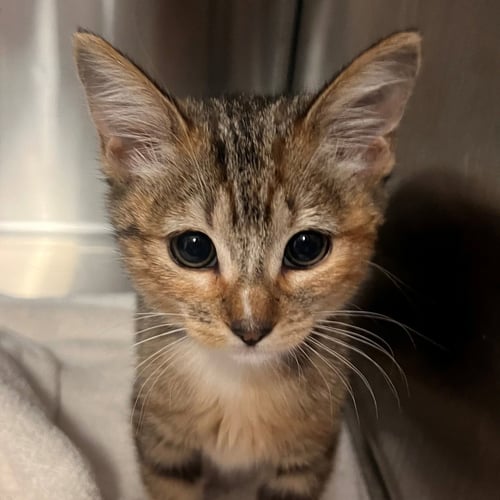 SURI - Unknown available for adoption