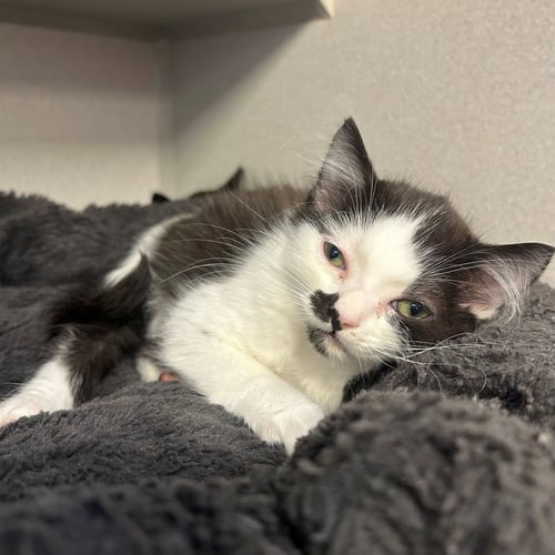 THUNDER - Unknown available for adoption