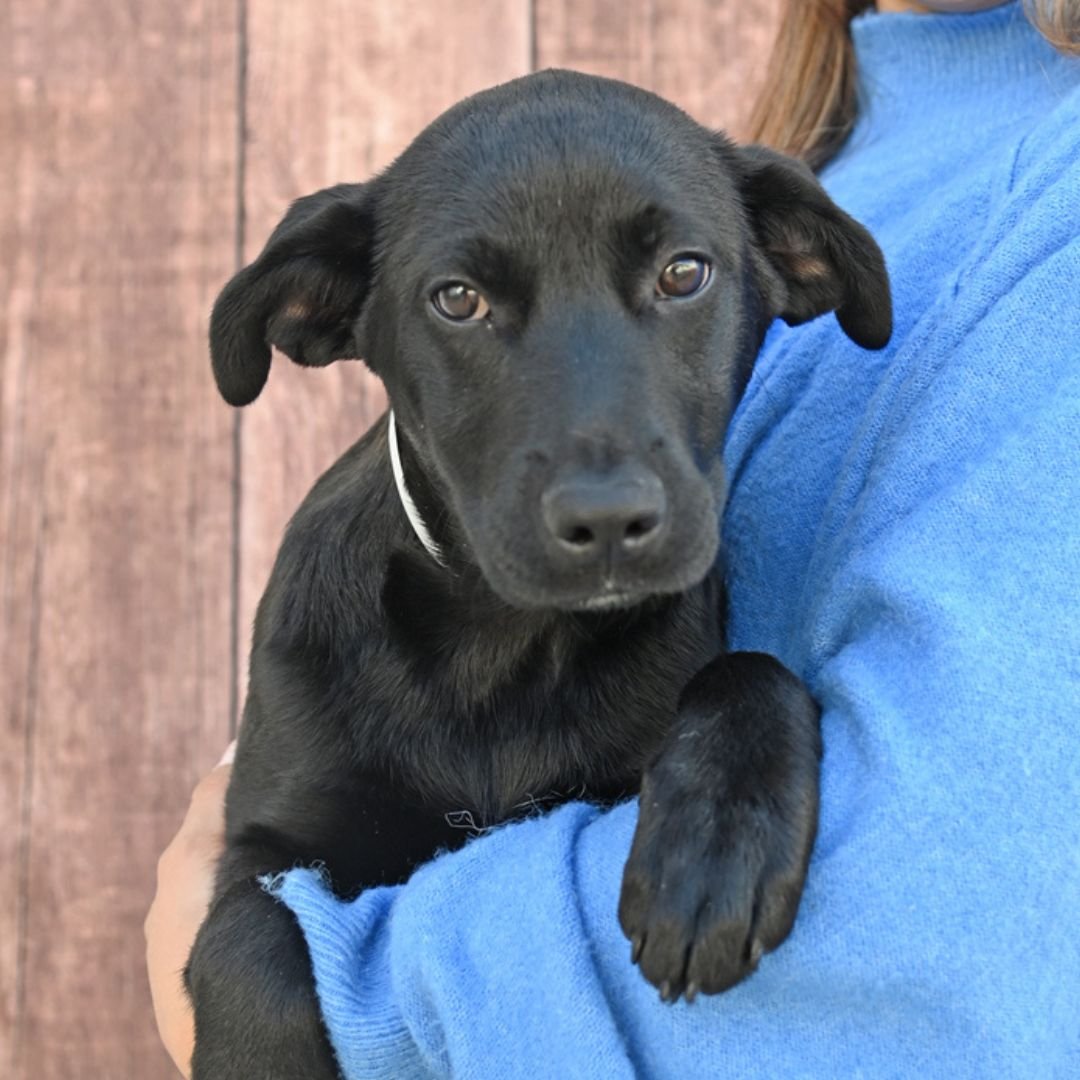 GRETEL - Unknown available for adoption