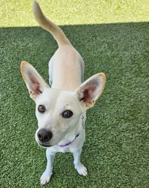 PADRE - Unknown available for adoption