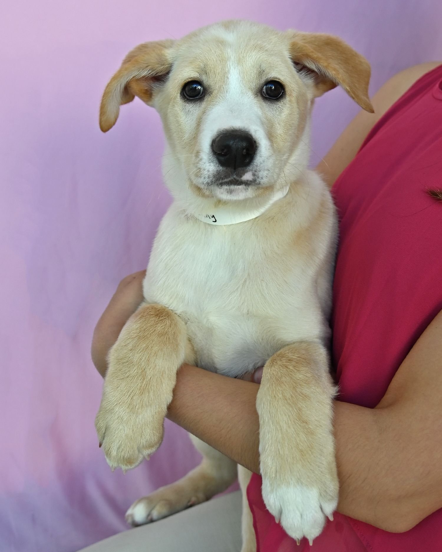 SUNNY - Unknown available for adoption