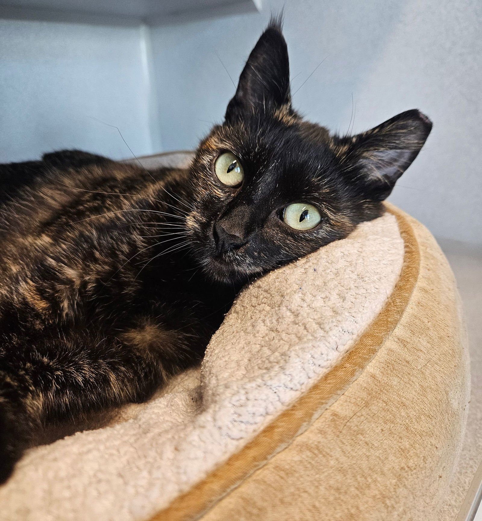 ROLY - Unknown available for adoption