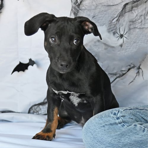 SKITTLES - Unknown available for adoption