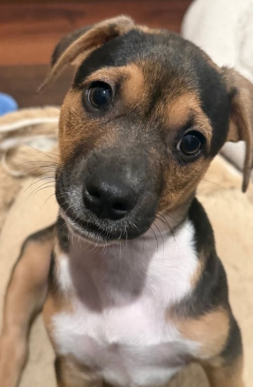 PLUTO - Unknown available for adoption