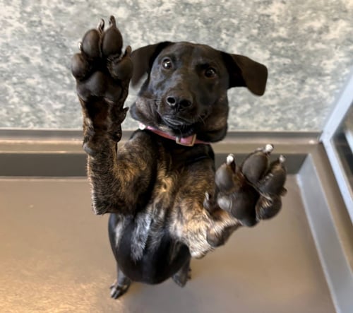 POLLY - Unknown available for adoption