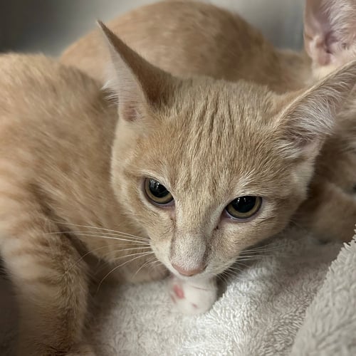 SNAP - Unknown available for adoption