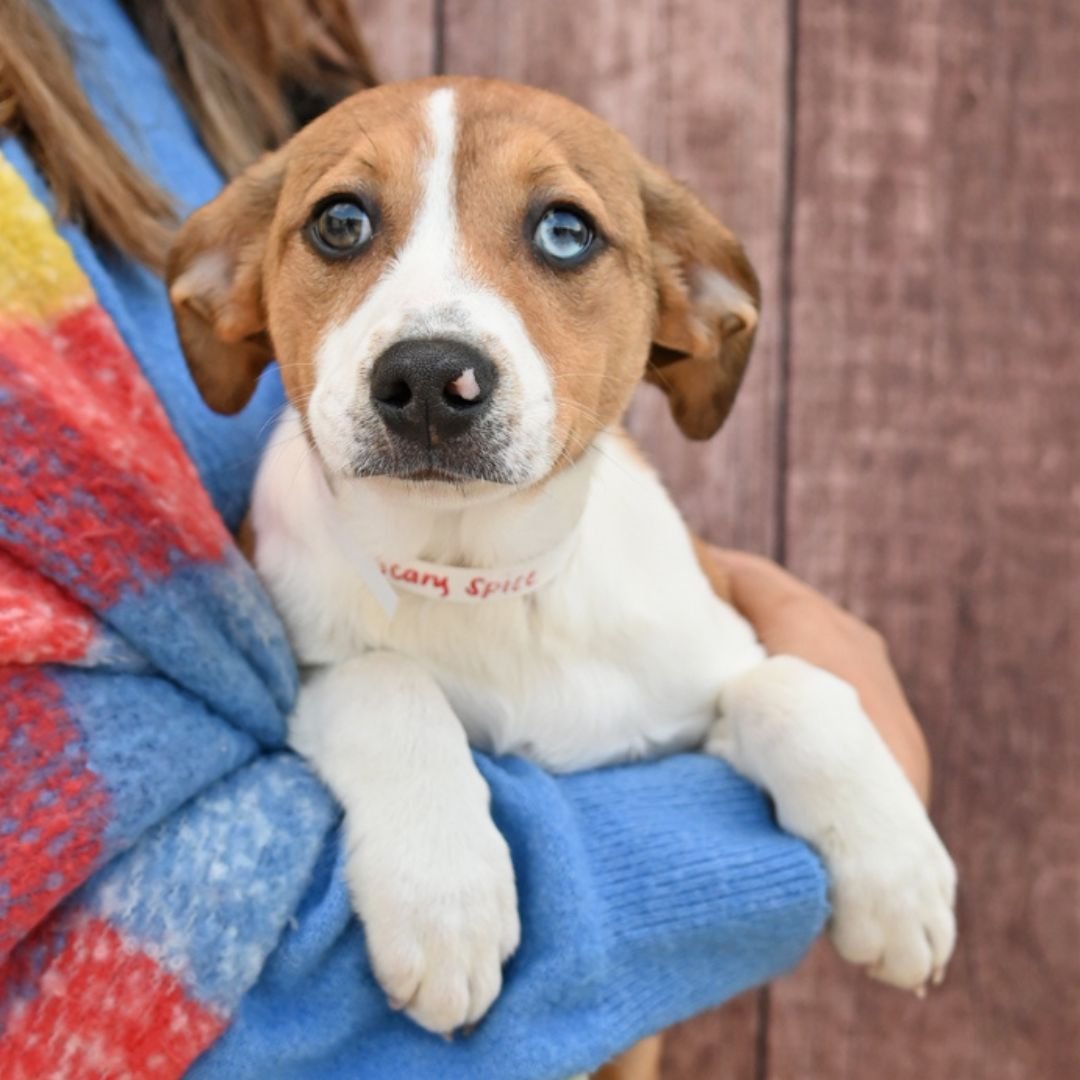 SCARY SPICE - Unknown available for adoption