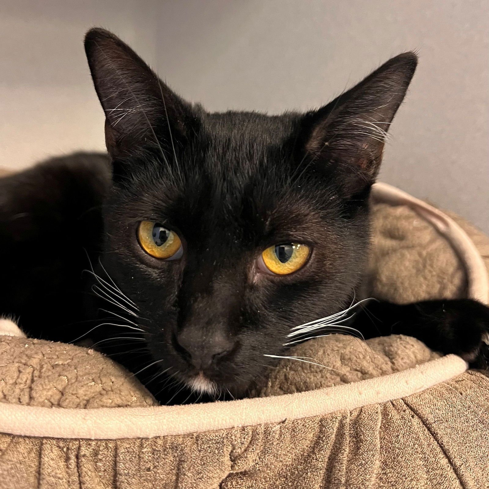 ODIE - Unknown available for adoption