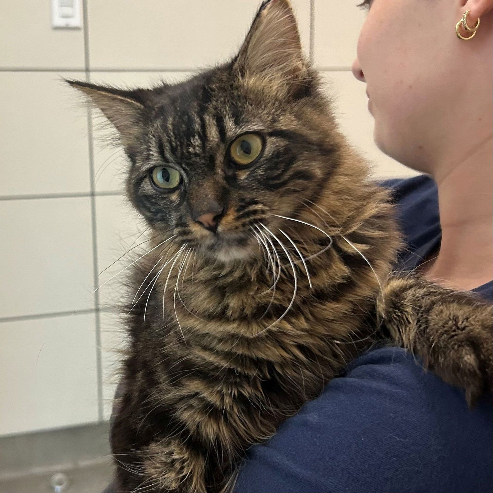 FLUFFY - Unknown available for adoption