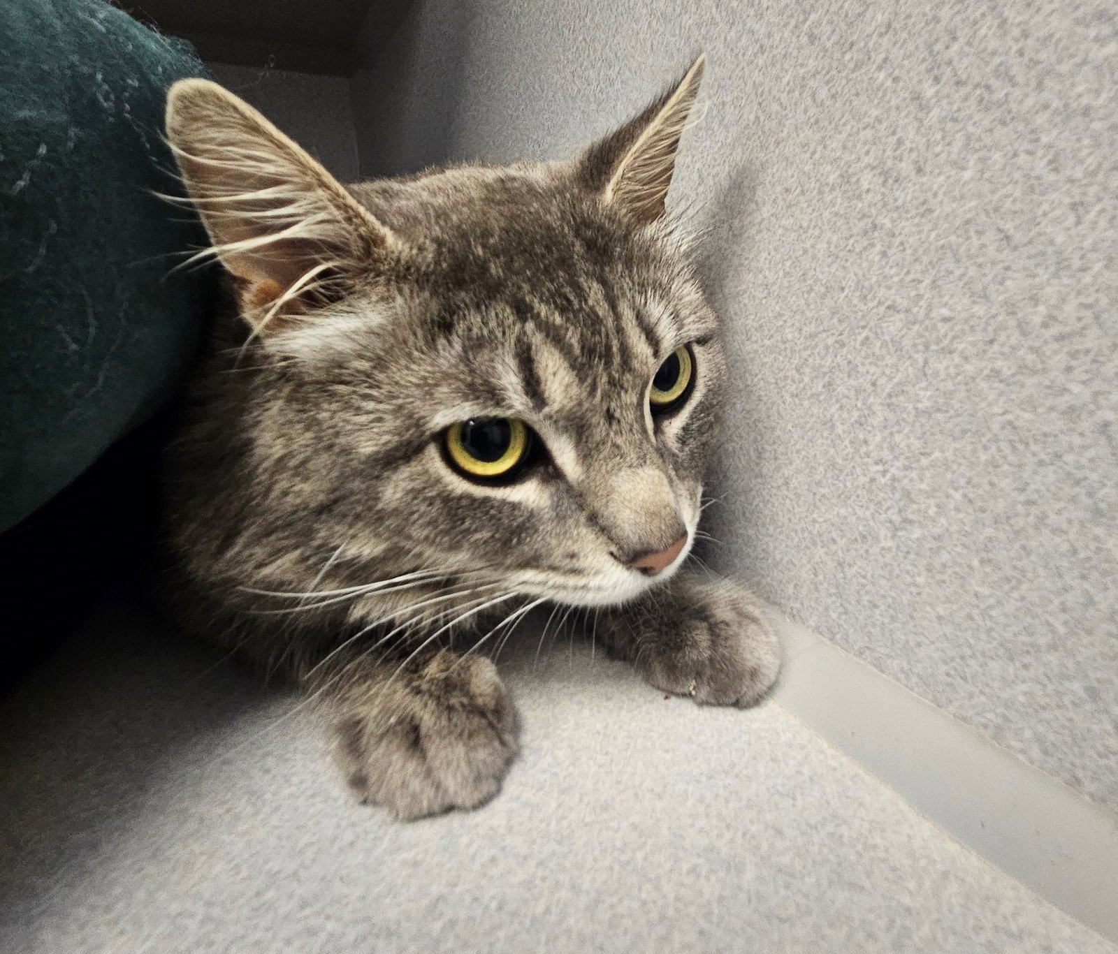 FLYNN - Unknown available for adoption