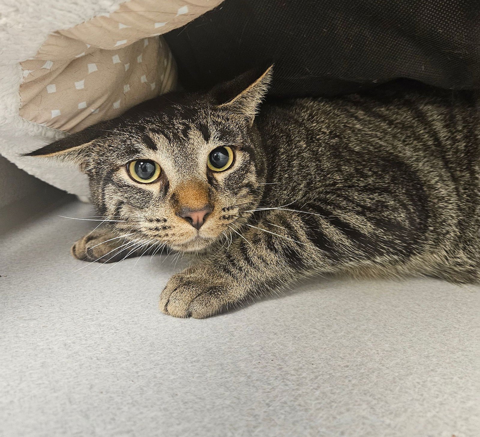 COCOA - Unknown available for adoption