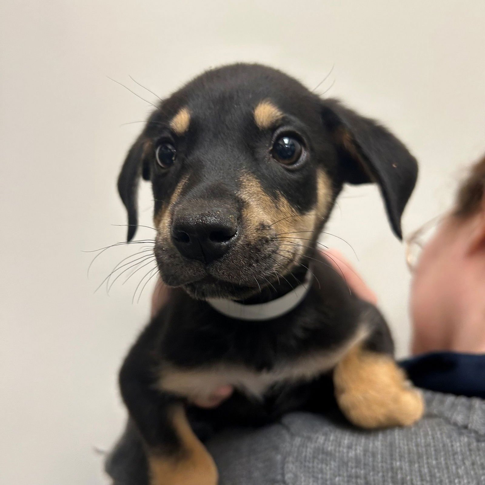 SCRABBLE - Unknown available for adoption