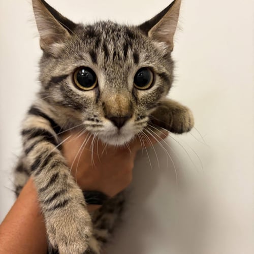 VELVET - Unknown available for adoption
